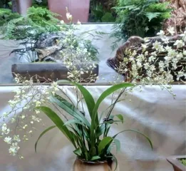 Exploration of Orchid Growing Temperature and Its Optimal Ambient Temperature (Understanding the Suitable Temperature Environment for Orchids to Help Them Grow Strongly)