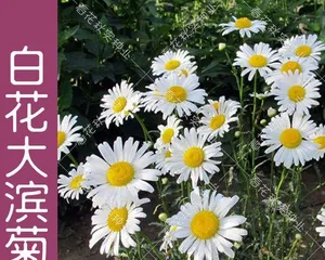 Growing white chrysanthemums at home, easily create a garden scene (planting tips shared, make you a white chrysanthemum planting expert)
