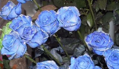 The Meaning of Blue Roses (Exploring the Mysterious Language of Blue Roses)