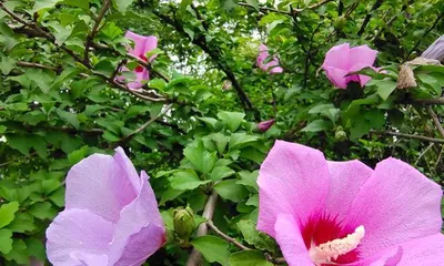 The best variety of hibiscus (exploring a sea of beauty)