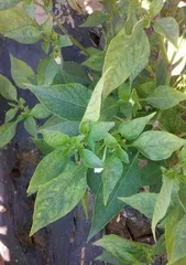 Peppers are self-pollinating crops (self-pollination and pepper growth and development)