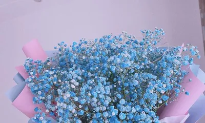The meaning and symbolism of blue starflowers (exploring the various symbols represented by this beautiful flower)