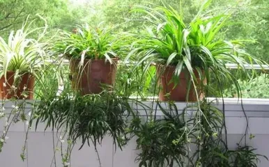 You can also grow palm trees at home (from selection to maintenance, easily create a tropical vibe) 3