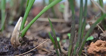 How to properly transplant orchids (orchid transplanting time, steps, precautions, etc.)