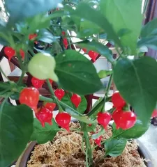 Is the chili plant an annual or a perennial? (Exploring the life cycle of chili and cultivation techniques)