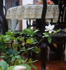 Tips for Growing Gardenia at Home (Help You Easily Enjoy a Colorful Summer)