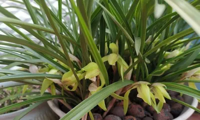 Detailed Explanation of Orchid Flowering Time and Frequency (Exploring the Flowering Patterns of Orchids to Make Them Bloom at Home)
