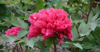 The Cultivation and Growth Cycle of Peonies (Analysis of Timing, Conditions, and Growth Cycle to Note When Cultivating Peonies)