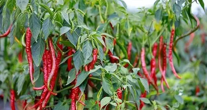 Temperature requirements for chili pepper growth (master the appropriate growth temperature to increase chili pepper yield)