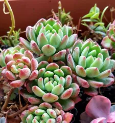 Blue Apple Succulent Care Ultimate Guide (Create Unique Blue and Colorful Plants, Covering from Seedling Selection to Maintenance!)