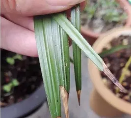 A Complete Analysis of the Orchid Growth Process (Let's take a look at the germination, leaf growth, blooming, and fruiting of orchids)