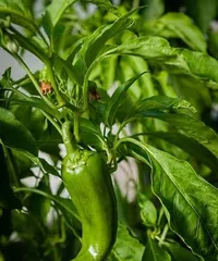 When is the best time for chili peppers to ripen? (Exploring the signs of chili pepper ripeness and the timing for harvesting)