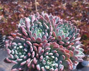 The Art of Bonsai - How to Care for Blue Apple Succulent for a Full Pot? (Teach you to create a beautiful little forest of high-value succulents step by step)2