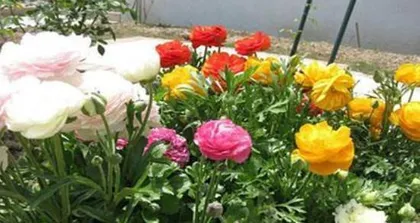 The Methods and Precautions for Propagating Peonies (What is the key to successfully propagating peonies?)