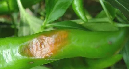 Prevention and Control Methods for Pepper Soft Rot (Master Drug Prevention to Prevent Pepper Soft Rot)