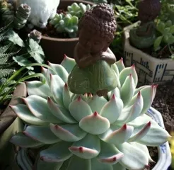 Blue Apple Succulent Pot Overload Cultivation Method (Teaching You How to Successfully Pot Overload and Help Succulents Grow Better)