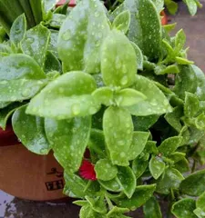 Why do peony leaves wilt? (Exploring the reasons for peony leaves wilting and effective remedies)