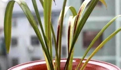 Causes and Treatment Methods for Decaying Orchid Leaves (Unveiling the Truth Behind Rotting Orchid Leaves, Helping You Easily Solve the Problem)