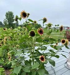 Can sunflowers be grown at home? (Sunflower cultivation techniques and precautions)