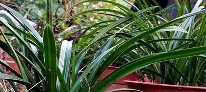 Is it true to grow orchids in sand? (Exploring the pros and cons and precautions of growing orchids in sand)