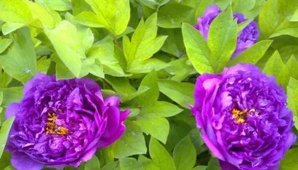 The Reasons for Peony Not Blooming and Solutions (Exploring the Root Causes of Peony Non-Blooming and Sharing Practical Tips)