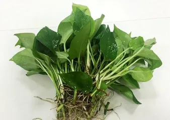 The method of cutting propagation for chili peppers (selecting suitable chili pepper varieties for cutting)