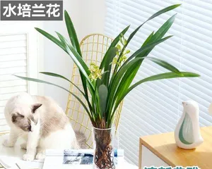 Hydroponic Orchid Ultimate Guide (How to Make Your Orchids Grow Efficiently?)
