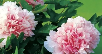 Characteristics of Peony Growth Before and After Flowering and Leaf Formation (Exploring the Order and Reasons for Flowering and Leaf Formation During Peony Growth)