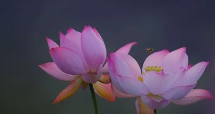 The Deep Meaning of the Lotus Flower's Symbolism (Exploring the Beautiful Significance Represented by the Lotus)