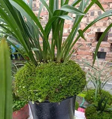 The Correct Way to Grow Orchids Outdoors (Precautions and Tips for Outdoor Cultivation)