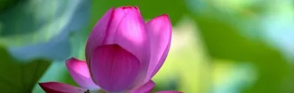 The sun-loving and shade-tolerant nature of peonies (exploring the reasons behind peonies' preference for sun and shade, as well as cultivation techniques)