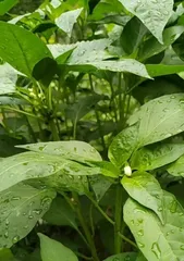 Chili Peppers (Unveiling the Flowering Patterns and Characteristics of Chili Peppers)