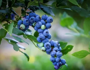 How to cultivate thriving blueberries? (Share tips and precautions for growing blueberries, helping you easily achieve a bountiful harvest)