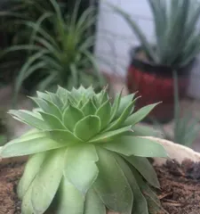 The Best Cultivation Techniques for Lotus Succulent (From Selection to Care, Making Your Lotus Succulent the Fresh and Green Star of Your Home) 3