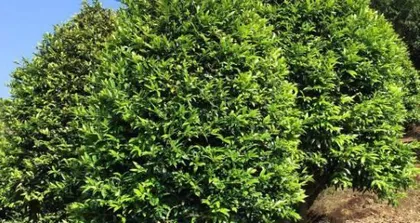 Explore the Hard Wood Species (Understanding Major Varieties and Their Applications)