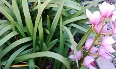 Can orchids be watered with rice water? (Scientific Explanation of the Relationship Between Orchids and Rice Water)