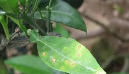Prevention and Treatment of Chili Mosaic Disease (Symptoms, Harm, and Scientific Control Methods)