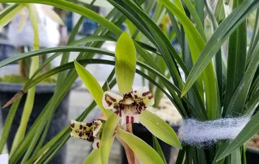 The Nutritional Watering Method of Orchids (Exploring Whether Orchids Are Suitable for Watering with Sugar Water and Other Watering Methods)