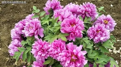 Ocean peonies——Sunshine下的怕怕（Unveiling the "sun-sensitive" nature of Ocean peonies and sun protection measures）