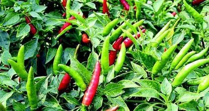 How to water reasonably to make chili plants grow healthier (the impact of watering frequency and timing on chili plant growth)