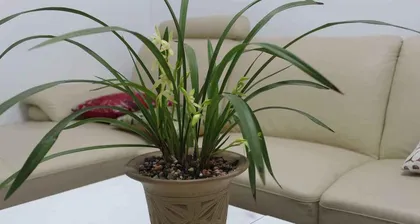 Is orchid suitable for the bedroom? (Exploring the pros and cons of orchids in the bedroom)
