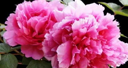 The Enduring Peony (Exploring the Life Cycle of Peonies)
