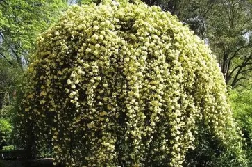 Cultivation and Application of Musk (Where is it suitable for planting? What varieties are there? What is the growth environment like? What is the meaning of musk flowers?)