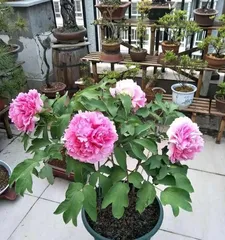 The Handling Methods After Peony Blooming (To Make Your Peonies Grow Better)