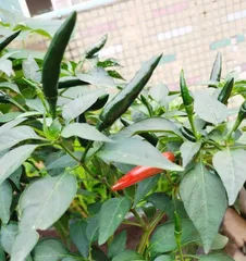 How long does it take for chili peppers to mature from flowering to harvest? (Exploring the maturation period and precautions of chili peppers)