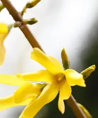 Forsythia Flower – A Magical White Flower (Exploring the Characteristics and Uses of Forsythia Flower)