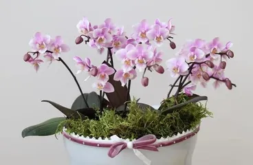 Feng Shui of Orchid Placement (Where Not to Place Orchids According to Feng Shui, Detailed Explanation)