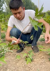 How to Graft Peonies Correctly – Time and Method Explained (Master Grafting Techniques to Create a Beautiful Garden)