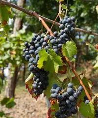 The family grows grapes, making life more charming