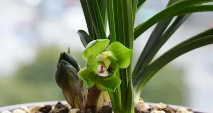 The correct time and method for watering orchids (Cultivating orchids starts with the right watering!)